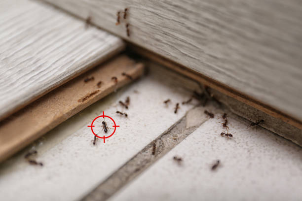 Pest Prevention Services in Dunn Loring, VA