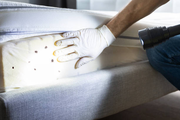 Best Ant Control Services  in Dunn Loring, VA