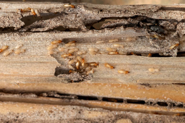 Best Local Pest Control Services  in Dunn Loring, VA